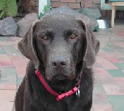 Choc2.jpg - 8613 Bytes