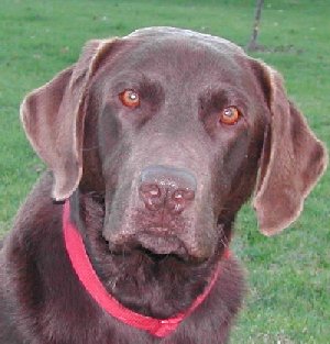 Chocolate.jpg - 25017 Bytes