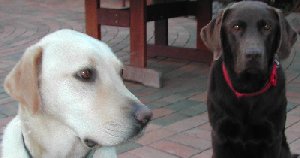 Gaz&Choc.jpg - 10536 Bytes