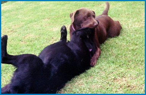 rosie&zarah3.jpg - 51847 Bytes