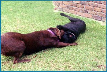 rosie&zarah5.jpg - 31857 Bytes