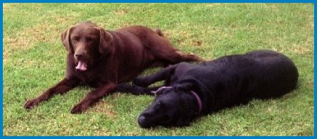 rosie&zarah7.jpg - 29424 Bytes