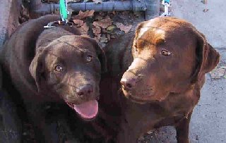 Norbet & Coco 2.jpg - 18209 Bytes