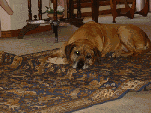 Chala the Ridgeback.gif - 128183 Bytes