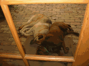 willow & kate 2.gif - 